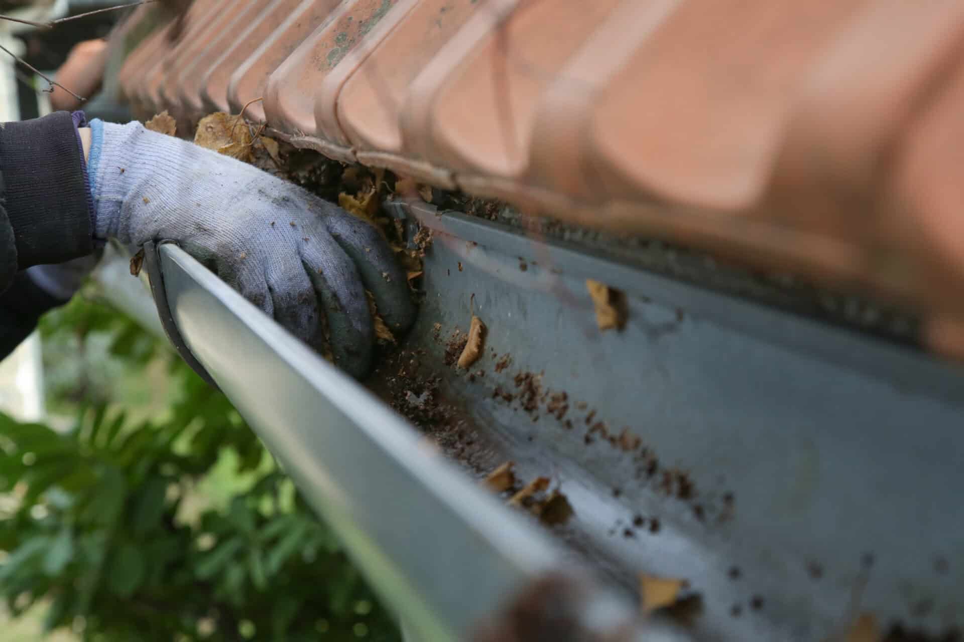 Cleaning the gutter from autumn leaves before winter season. Roo